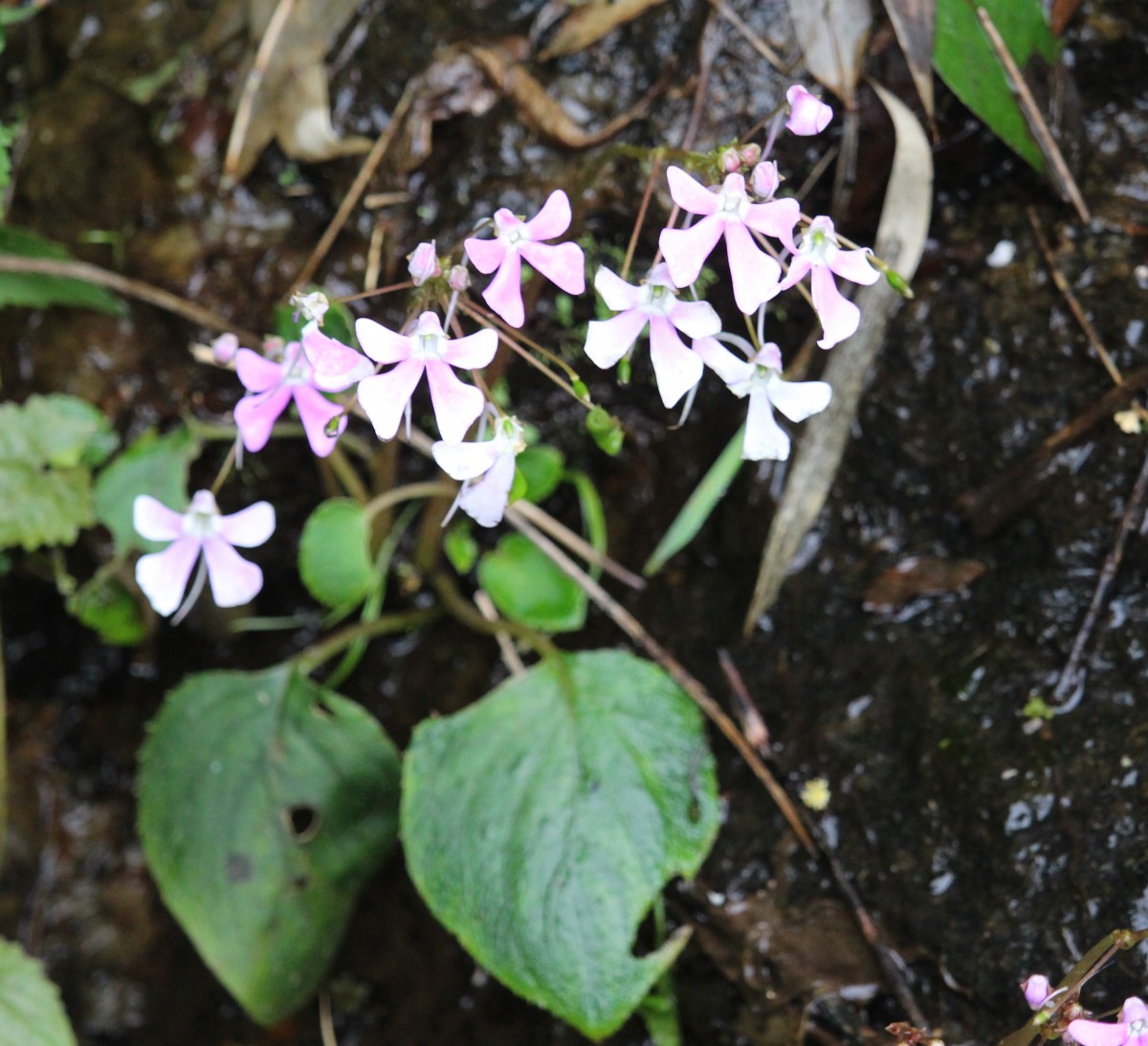 Impatiens acaulis Arn.